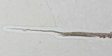 Large, Fossil Stingray (Heliobatis) - Wyoming #62842-2